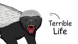 Why It Sucks to Be Born as a Honey Badger [upl. by Yve]