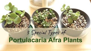 3 Special Types of Portulacaria Afra Repotting amp Care [upl. by Nylrats]