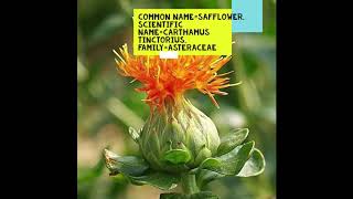 Safflower Carthamus tinctorius safflower thegreenworldstudy [upl. by Ober]