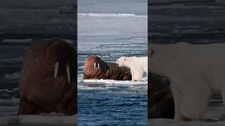 Walruses hold their own against Polar Bears [upl. by Etnaid]