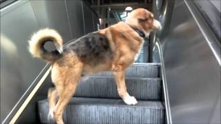 Dog´s tutorial How to do right on an escalator [upl. by Gunilla355]