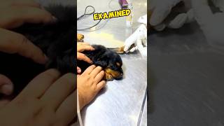 Man Rescues Hopeless Puppy and Gives It a New Life 🐶❤️ shorts dog recuse [upl. by Wini]