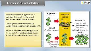 Example of Natural Selection  Evolution  Biology  Class 12th  iPrep [upl. by Ande]