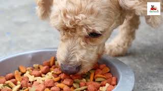 ORIJEN Original Dry Dog Food  Best one on The Market [upl. by Eleik60]