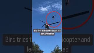 A bird tries to land on helicopter and gets…😱 ytshort viral [upl. by Perle274]