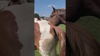 Stallion in the pasture found a walking mare । Beautiful Horse [upl. by Otte]