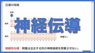 神経を理解する②｜神経伝導を理解する！ [upl. by Albin]