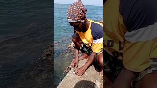 Catching the Most Expensive Aquarium Color Fish fishing fishingvideos seafishing [upl. by Ariamo]