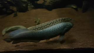 Feeding Ancient Fish Lungfish Gar African Arowana amp Bichirs [upl. by Atinyl272]