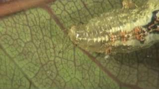 Syrphid fly maggot [upl. by Bushey]