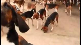 HARLEM SHAKE CHEVERNY HUNTING DOGS [upl. by Jack]