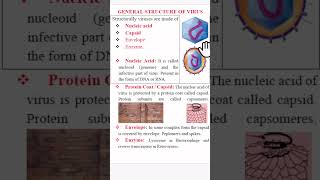 Virus Structure वाइरस की संरचना neet upsc bscbotany [upl. by Minoru]