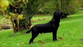 Black Labrador working gundog [upl. by Mcclain]