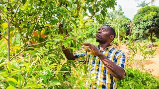 Organic Spice Farming [upl. by Nala154]