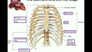 Anatomy  The Sternum Rib Cage amp Vertebrae [upl. by Leinnad854]