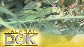 Salamat Dok Health benefits of makahiya leaves [upl. by Anirret]