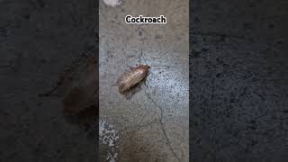 Cockroach shorts [upl. by Ad]