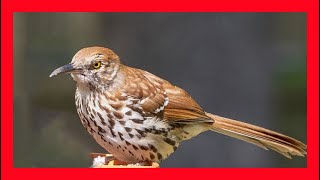 Cuitlacoche Rojizo Canto  Brown Thrasher Song  Brown Thrasher Bird Call  Toxostoma Rufum [upl. by Airotkiv]