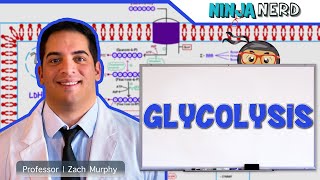 Metabolism  Glycolysis [upl. by Calva]