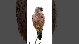 kestrel seen from pennington marsh in hampshire shorts birds wildlife nikond5600 dslrcamera [upl. by Buchheim748]