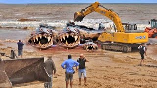 Eles Capturaram na Praia o que Ninguém Deveria ter Visto [upl. by Aeila59]