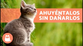 Cómo AHUYENTAR GATOS CALLEJEROS Sin Hacerles Daño 🐈💨 7 Repelentes para Gatos [upl. by Aryek244]