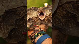 Frilled Neck Lizard😱 shorts facts [upl. by Doti]