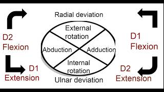 UPPER EXTREMITY PNF PATTERNS [upl. by Oludoet]