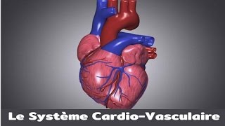 Le système cardiovasculaire [upl. by Aneema]