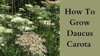 How To Grow Daucus [upl. by Eciruam]