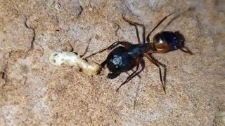 ants insects How Termites Explode [upl. by Annoid562]