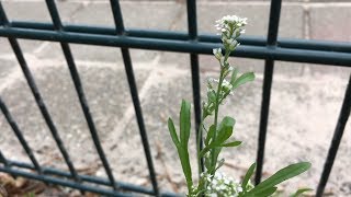 Tuinkers Lepidium sativum  20170612 [upl. by Ytsim146]