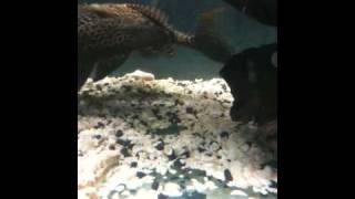 Sailfin pleco Gibbiceps Fighting [upl. by Noyes]