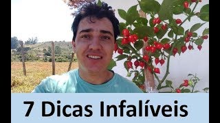 Pimenteiras  7 dicas para ter Sucesso no cultivo [upl. by Gschu]