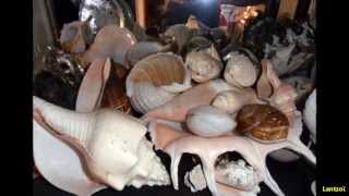 My Greek seashells collection [upl. by Eremaj]