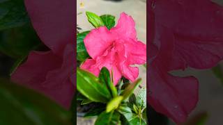 Azalea flower plant ☘️  how to Grow Azalea flower gardening plants azalea [upl. by Sivla479]