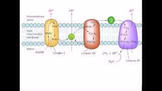 The mitochondrial electron transport chain [upl. by Annatnom838]