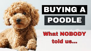 Buying A Miniature Poodle Turned out differently than expected [upl. by Lady]