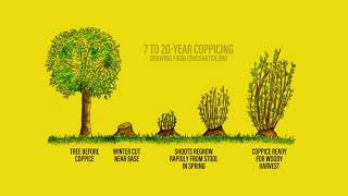 Tree Coppice Animated Illustration [upl. by Zeret225]