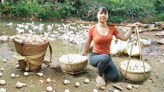 Harvesting A Lot Of Duck Eggs Goes To Market Sell  Selling Grown Pigs  Tiểu Vân Daily Life [upl. by Aldarcy]