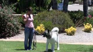 Canine Good Citizen Test Akita Rescue and Comedy [upl. by Lidah]