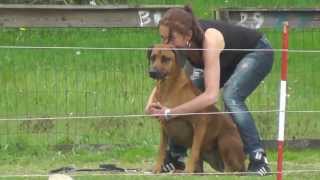 Coursing met Rhodesian Ridgebacks [upl. by Lezlie430]