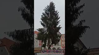 Tannenbaum Straubing europareisen [upl. by Elisa]