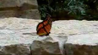 Robotic Insect Butterfly Video Review  GadgetMadness [upl. by Fries]