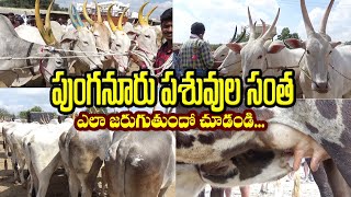 Punganur Cattle Market Tour Full video Biggest Market in Chittoor District Andhrapradesh [upl. by Leirbma]