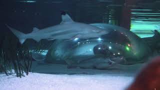 مشوار مع امير  اكواريوم sea life Oberhausen شفنا اكبر سمكة قرش بالمانيا [upl. by Aizirk]