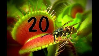 Top 20  Venus flytrap  Venusfliegenfalle [upl. by Clovah]