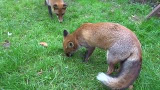 Juvenile Foxes mating [upl. by Ahsienyt218]