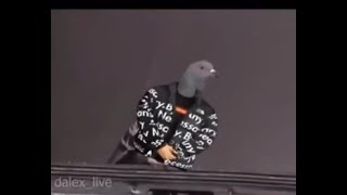 The freshest thing in this kitchen is that pigeon meme [upl. by Lesser]