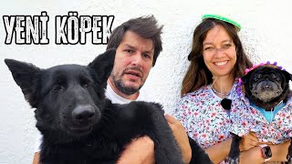 Yeni Köpeğimiz Değişik Joy [upl. by Fabien]